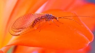 ¿Por qué cambia de color la crisopa?