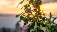 El todo en uno de la primavera