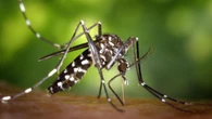 Calentamiento global: el dengue y el chikungunya pronto serán endémicos en Europa