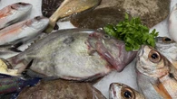 Pesca en la Costa Brava, del mar al mercado