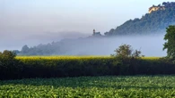 Niebla enamoradiza en Malla