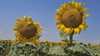 El paisaje amarillo veraniego de Bàscara