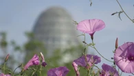 Las campanas florales de Glòries