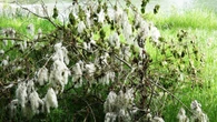 El 'algodón' de la primavera