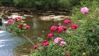 Las rosas lucen en el Alt Empordà