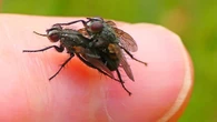 La primavera más alterada: una pareja de moscas copulando en un dedo