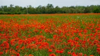 El lucimiento de la primavera roja en Castelló d'Empúries