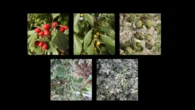 Ya están aquí los primeros frutos del otoño