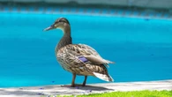 El calor persiste: ”¡Al agua, pato!”