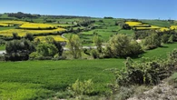 El mosaico primaveral de Montmaneu