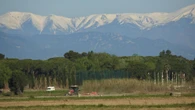 El trabajo del arroz en el Baix Empordà