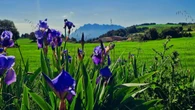 Los lirios con vistas a Montserrat