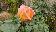 La gran transformación de la rosa en 24 h