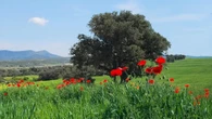 La comunión entre árbol y flor
