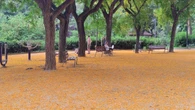 La alfombra amarilla del Turó Park