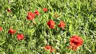 Las amapolas anuncian la primavera