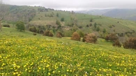 La gran primavera en flor del Ripollès