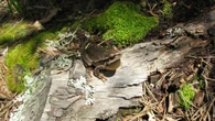 La ranita de San Antón de la sierra de Albarracín
