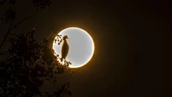 Saludo al sol de las aves