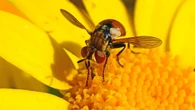 La curiosa mosca mariquita