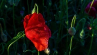 El jardín rojo de la naturaleza