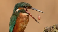 El gran escupitajo del martín pescador