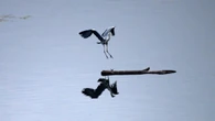Así aterriza la garza en el pantano de Sau