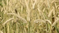 Los campos de Llofriu se visten de verano