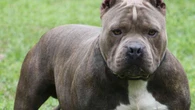 Una comunidad de vecinos se harta de un perro peligroso en el edificio y acude a los tribunales para desahuciarlo: atacó a dos personas