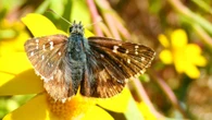 La rara mariposa ajedrezada serrana