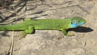El pequeño Jurassic Park de Cantonigròs