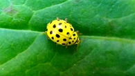 La minúscula mariquita de 22 puntos aliada de los agricultores