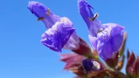 La gran primavera de la Salvia uliginosa