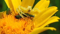 Así caza la araña cangrejo