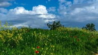 Campos llenos de colores en Manlleu