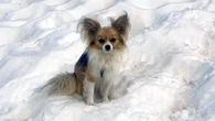 “Héroe de cuatro patas”: un chihuahua salva a un excursionista atrapado en un glaciar suizo