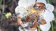 Así es una orgía de escarabajos