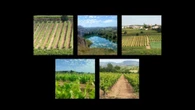 El paisaje de viñas y 'pèlags' del Penedès