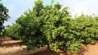 La agricultura valenciana renovará sus campos citrícolas tras perder una quinta parte en 20 años
