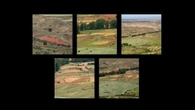 Los campos de colores pintados de flores de Villarroya de los Pinares