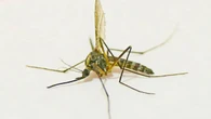 Empieza la temporada del mosquito tigre