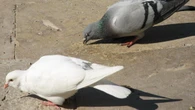 La sobrepoblación de palomas en las ciudades