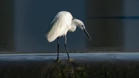 El martinete pescador del río Ter