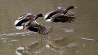 Guerra de patos por tierra, mar y aire