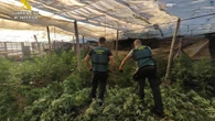 Detienen a 25 personas e intervienen 16.000 plantas de marihuana en Granada