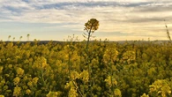 Los caminos amarillos de la primavera