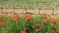 Las viñas florecidas de Subirats