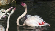 La cabeza al revés de los flamencos