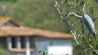 La garza vigía del Ter