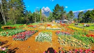 Tulipanes a los pies del Pedraforca